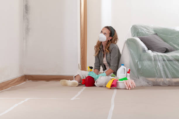 Trusted Black Mold Removal service in North Bend, WA - Cheap Mold Removal
