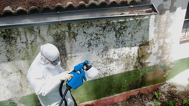 Top rated local Basement Mold Removal specialists in North Bend, WA